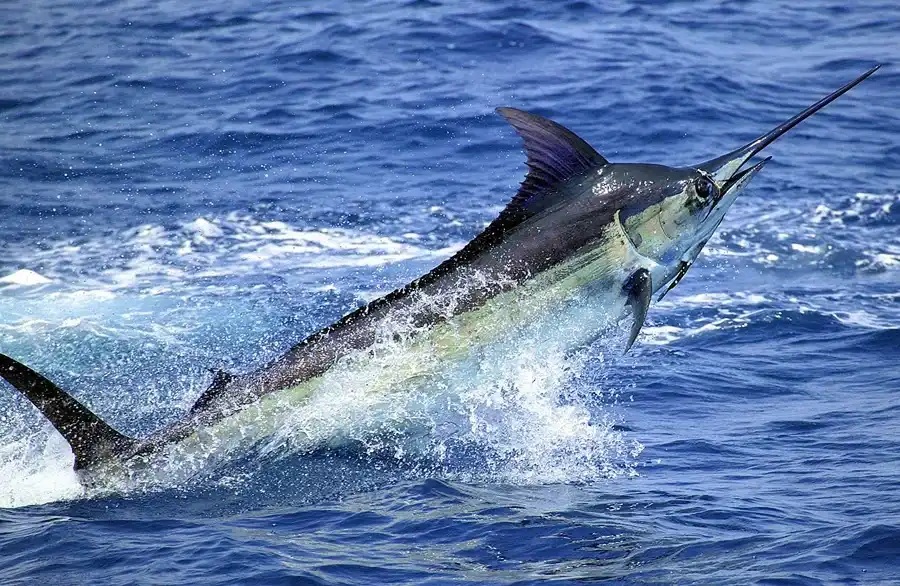 Marlin_2